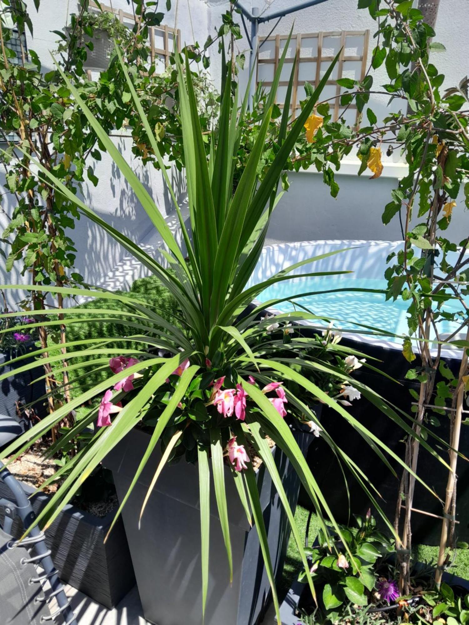 مبيت وإفطار إج مورت Le Petit Patio المظهر الخارجي الصورة