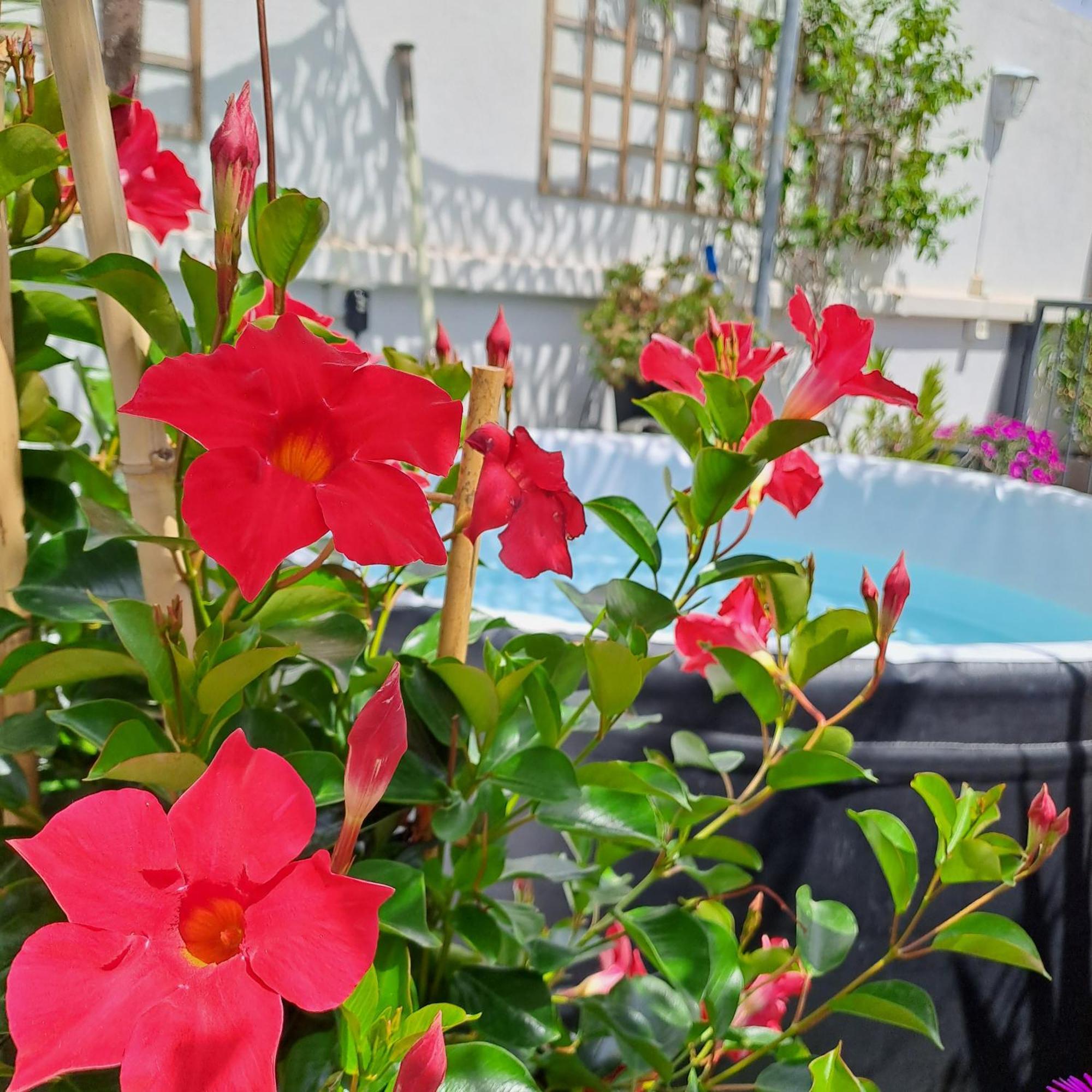 مبيت وإفطار إج مورت Le Petit Patio المظهر الخارجي الصورة