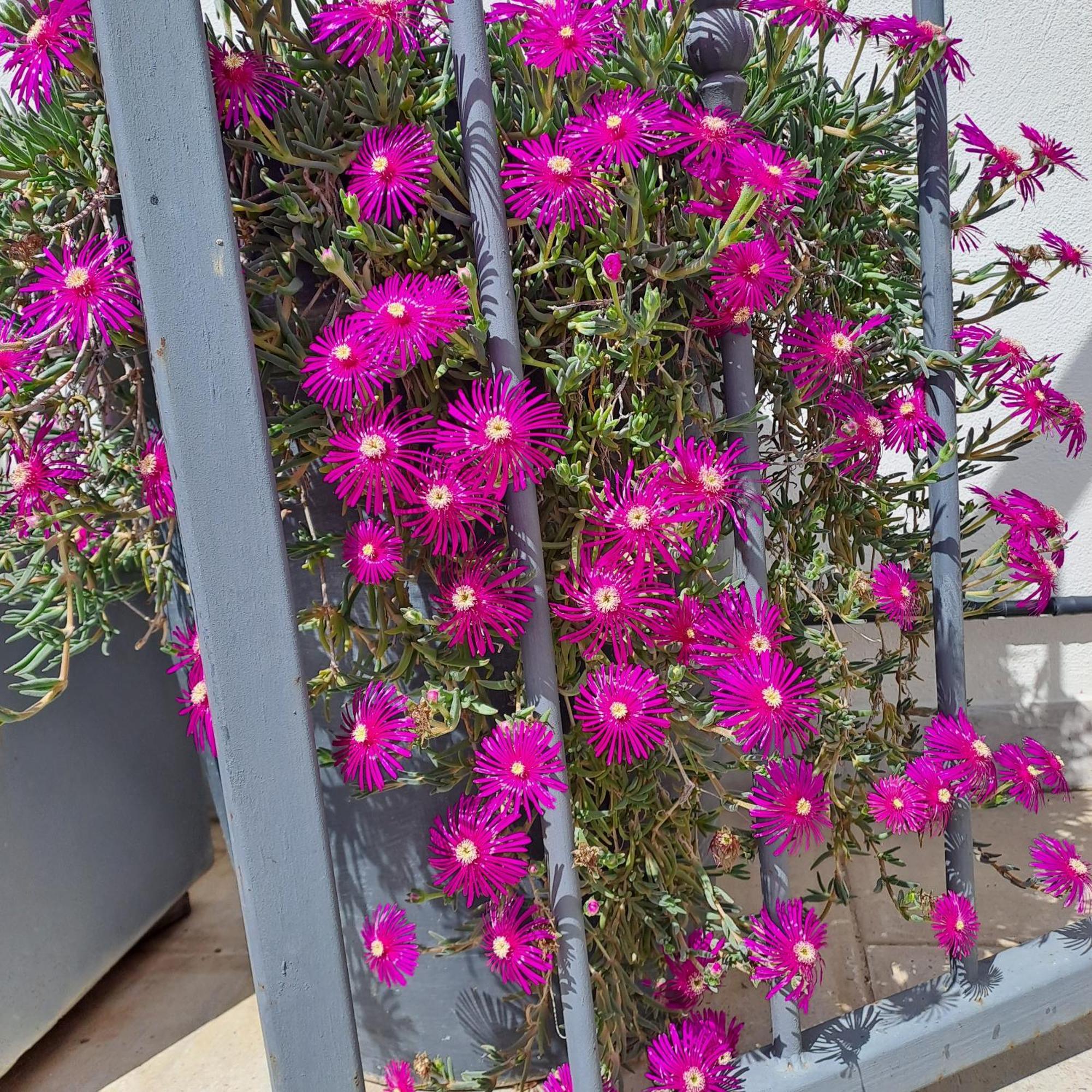 مبيت وإفطار إج مورت Le Petit Patio المظهر الخارجي الصورة